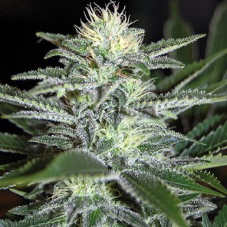 Cannabis seeds White Widow Feminised Silver - 500 pcs
